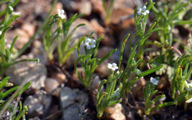 Harpagonella palmeri, Palmer's Grapplinghook, Southwest Desert Flora